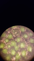 Ptychostomum imbricatulum