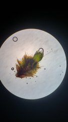 Ptychostomum imbricatulum