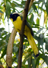 Cyanocorax yncas yncas