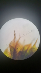 Ptychostomum imbricatulum