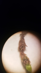 Ptychostomum imbricatulum