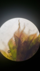 Ptychostomum imbricatulum