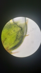 Ptychostomum imbricatulum