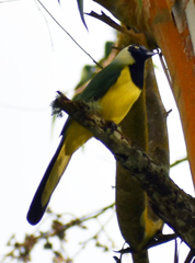 Cyanocorax yncas yncas