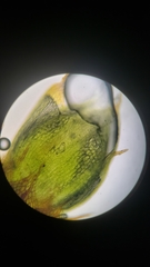 Ptychostomum imbricatulum