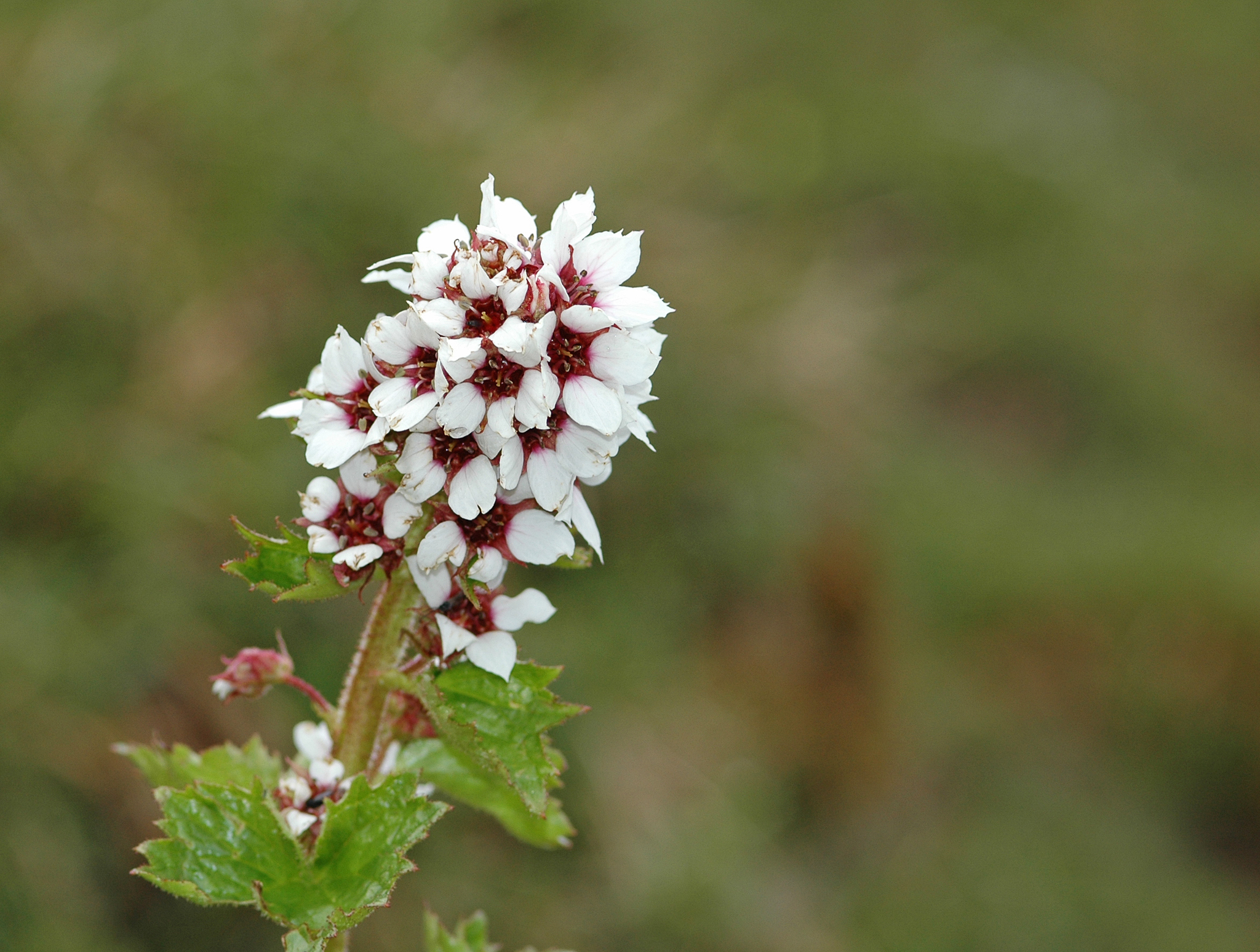Boykinia richardsonii