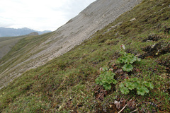 Boykinia richardsonii