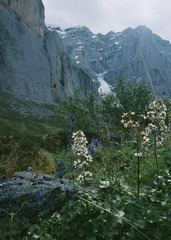 Boykinia richardsonii