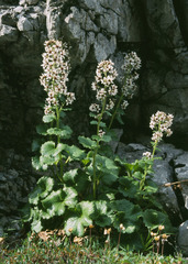 Boykinia richardsonii