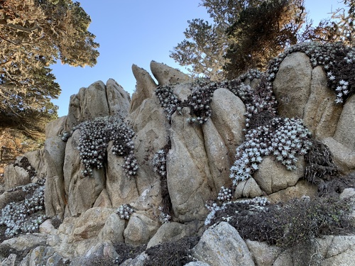 Dudleya farinosa