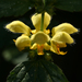 Yellow Archangel - Photo (c) Marianne, some rights reserved (CC BY-NC-SA)