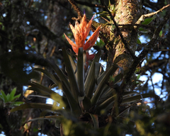 Tillandsia ponderosa