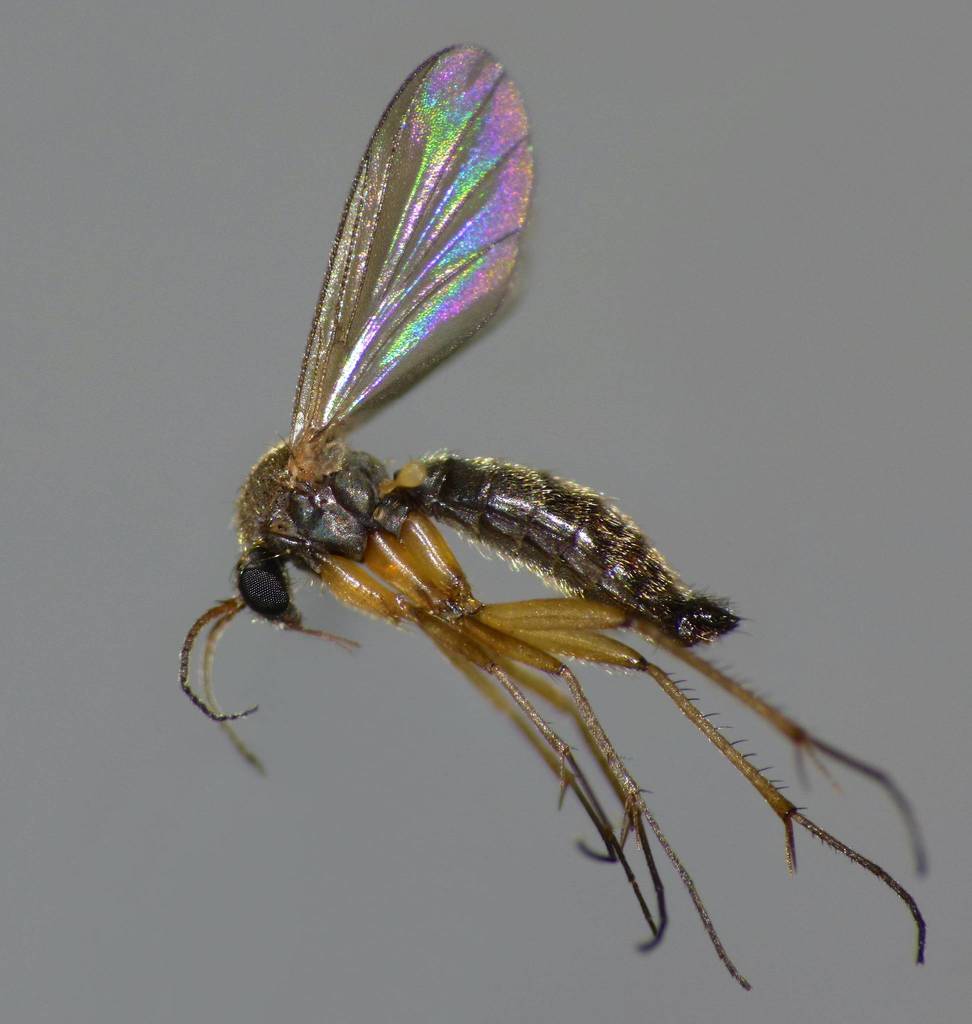 Parvicellula gracilis
