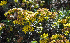 Monticalia andicola