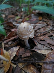 Amanita xylinivolva