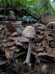 Amanita xylinivolva