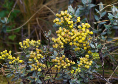 Monticalia andicola