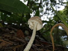 Amanita xylinivolva