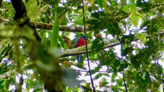 Trogon comptus