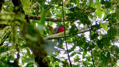 Trogon comptus