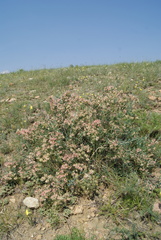 Atraphaxis frutescens