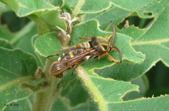 Pennisetia pectinata