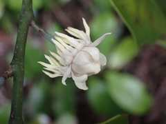 Eupomatia laurina