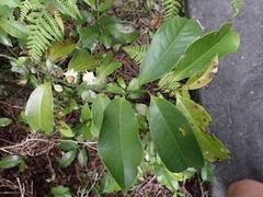 Eupomatia laurina