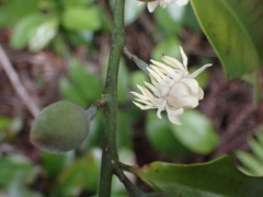Eupomatia laurina