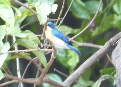Cyornis turcosus