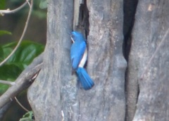 Cyornis turcosus