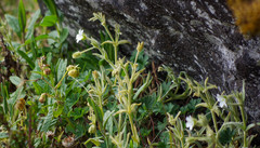 Cerastium mollissimum
