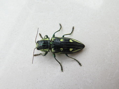 Chalcophorotaenia cerata