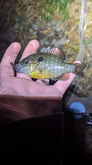Lepomis peltastes