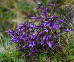 Gentianella rapunculoides