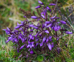 Gentianella rapunculoides