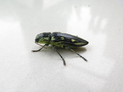 Chalcophorotaenia cerata