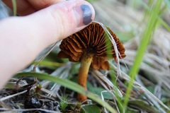 Cortinarius gentilis