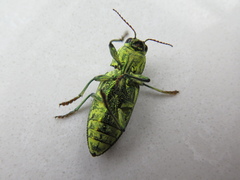 Chalcophorotaenia cerata