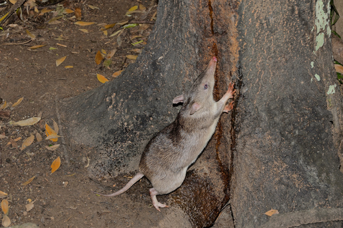 Queensland Barred Bandicoot
