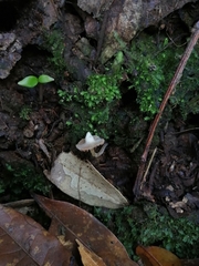 Cortinarius acutus