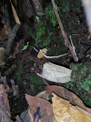 Cortinarius acutus