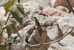 Leiocephalus barahonensis