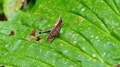 Maculiparia rotundata