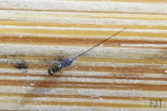 Sycophaginae