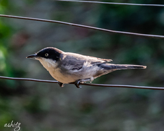 Curruca crassirostris
