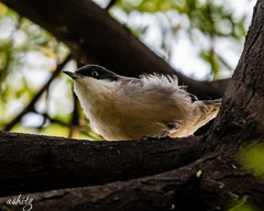 Curruca crassirostris