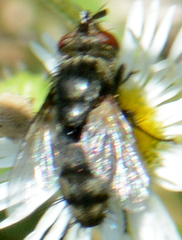 Tachinomyia
