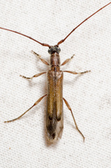 Styloxus fulleri fulleri