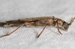 Styloxus fulleri fulleri